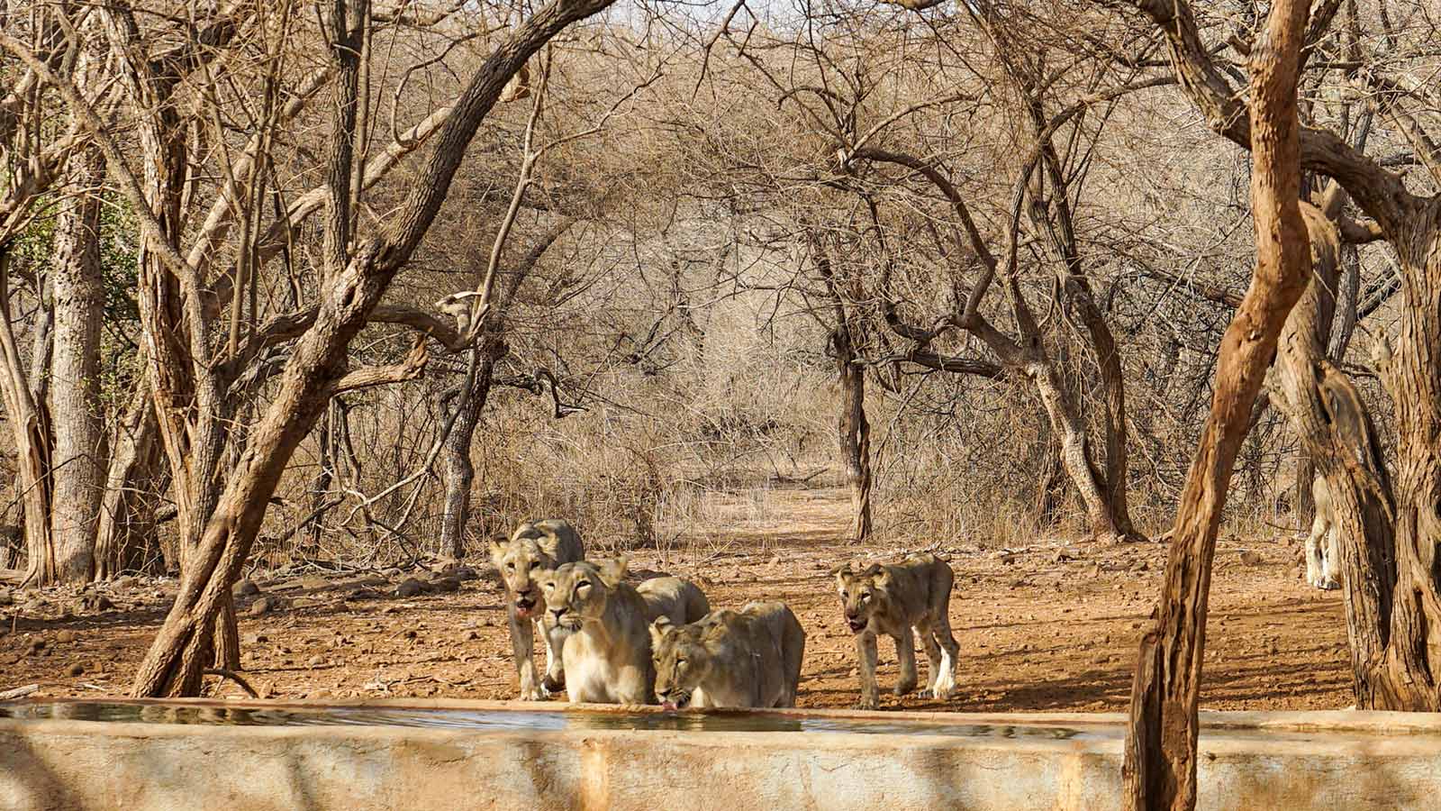Gir National Park